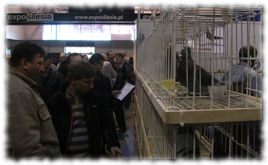 Expo Gołębie 2014